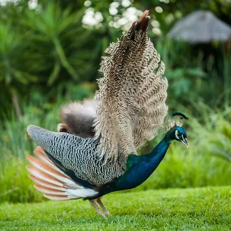 Achtis 4* 아피토스